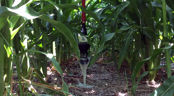 A close-up view of a bubbler irrigation nozzle in a corn field