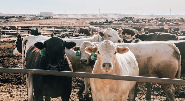 One black cow and one white cow at a feed yard