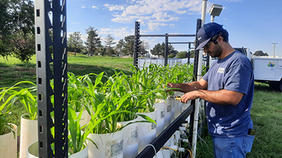 Image showing male scientist checking on plants growing in white buckets