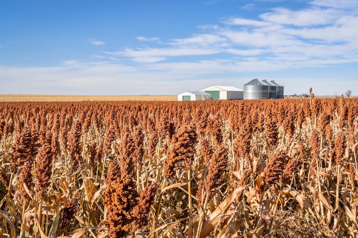 sorghum fields with silo in the distance