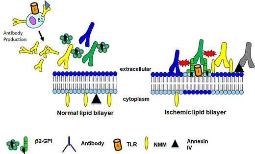 Natural antibody binding