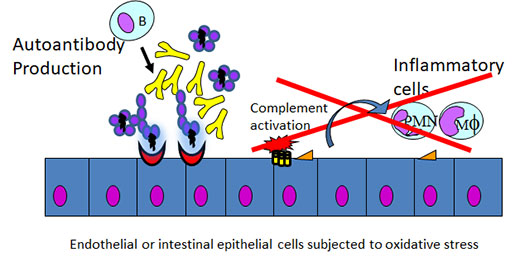 endothelium and stress