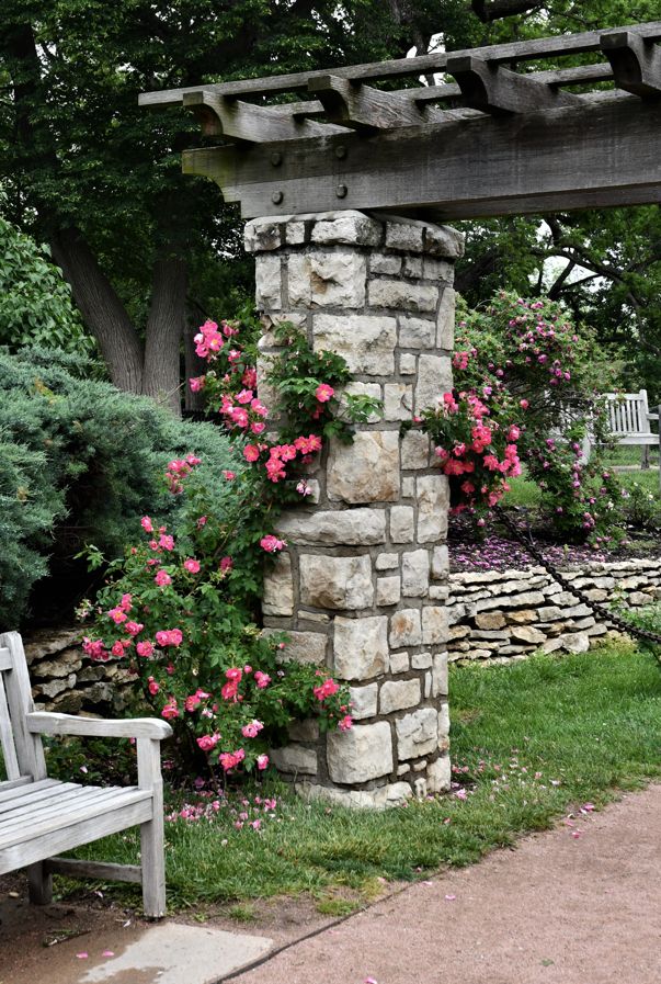pink roses climbing up a stone pillar next to a wooden bench