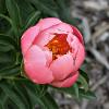 'Pink Hawaiian Coral'