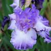 'Fragrant Lilac'