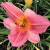 'Flint Hills Pink Parasol'