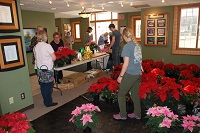 poinsettia sale