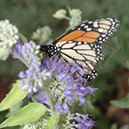 Butterfly Garden