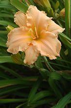 Daylily