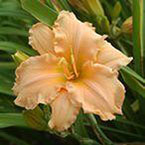 Daylily collection