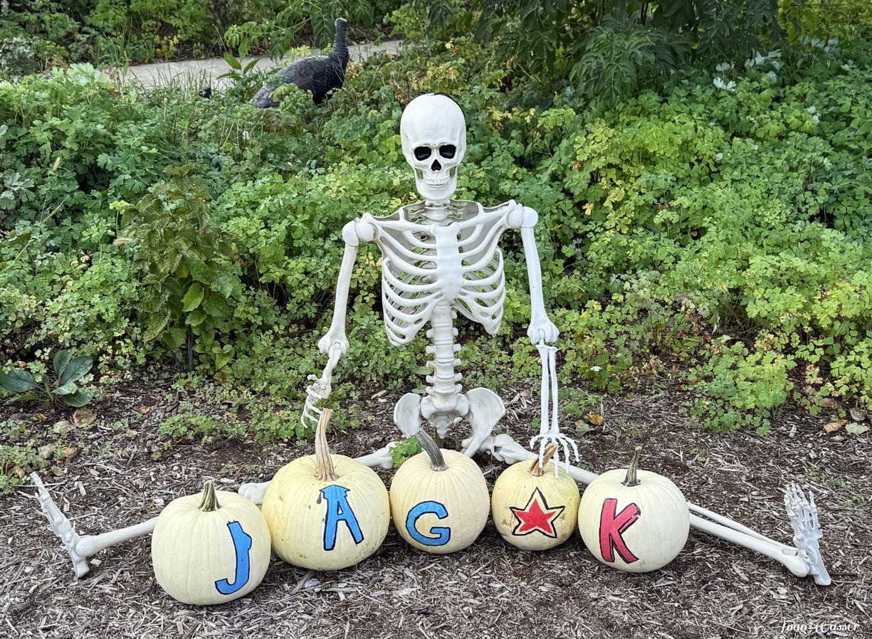 fake skeleton sitting on the ground with five white pumpkins that spell out jag start k