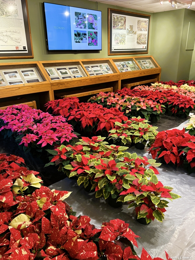 red and pink poinsettia potted and lined up with customers shopping the selection inside the visitor center
