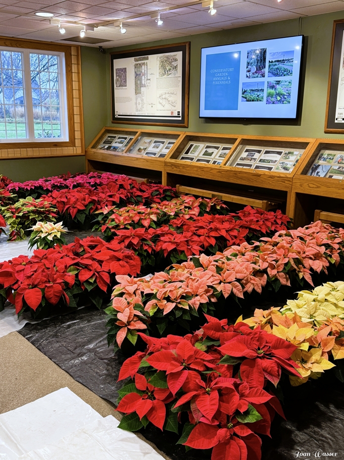 white, red, pink, and variations of poinsettia plants sitting the the Gardens visitor center