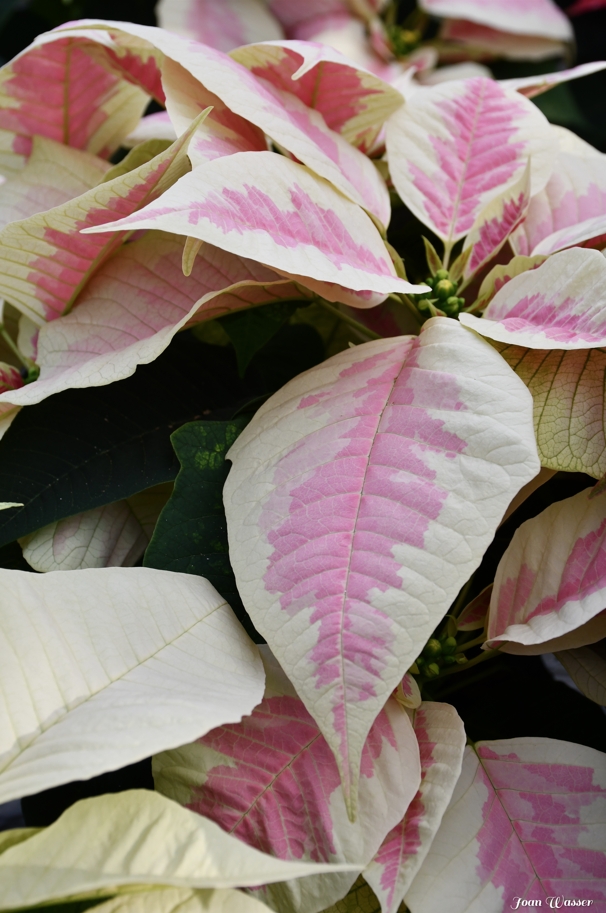 poinsettia with white bracts with pink splash middles