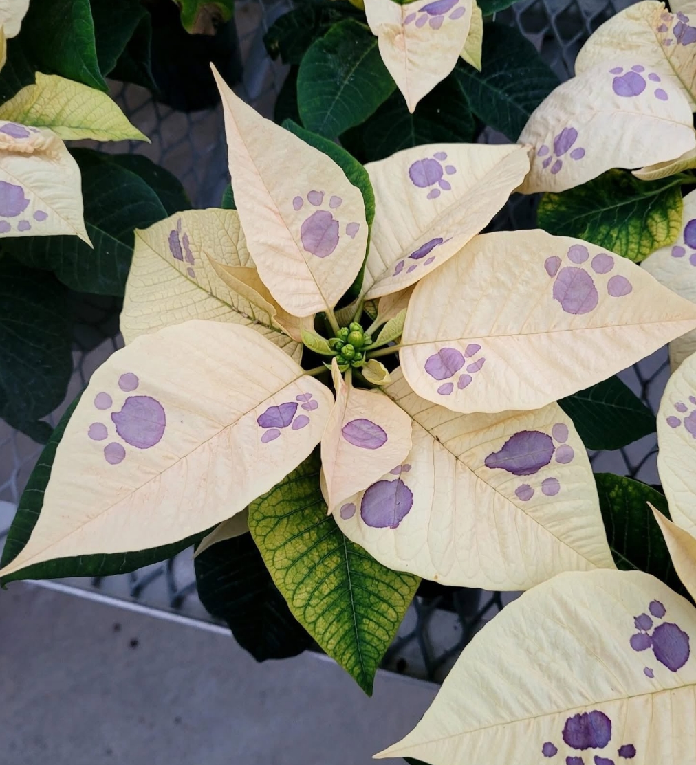 white poinsettia with purple paw prints 