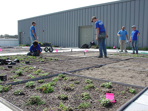 Planting ApDesign experimental roof