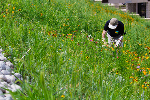 Plant composition sampling