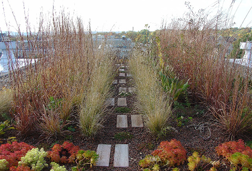 Fall Upper Seaton Hall Green Roof