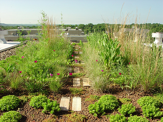 Spring Upper Seaton Hall Green Roof