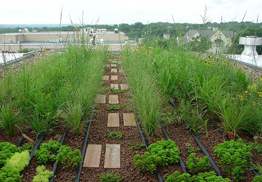 Summer Upper Seaton Hall Green Roof