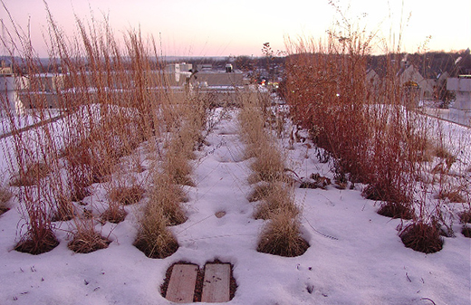 Winter Upper Seaton Hall Green Roof