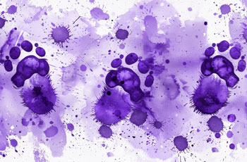 paws and paint graphic