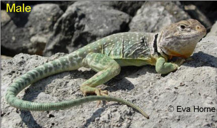collared-male