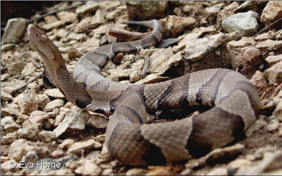 Osage copperhead - Agkistrodon contortrix