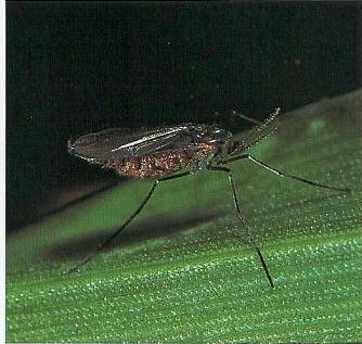 Hessian fly