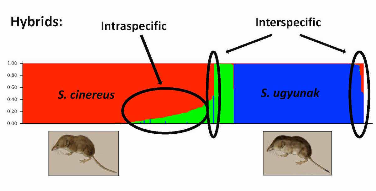 structure_analysis