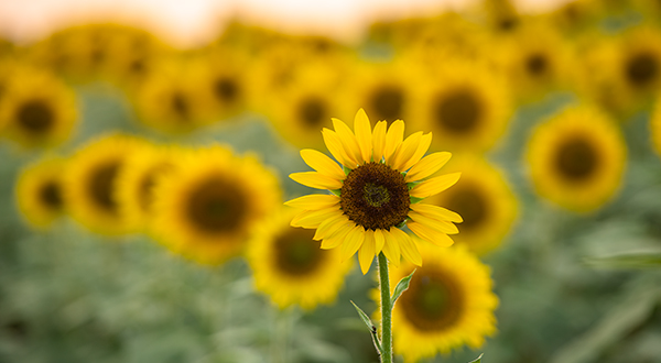 a sunflower in focus before a field of sunflowers
