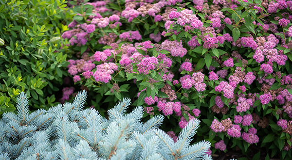 pink flowers and green leaves in full bloom