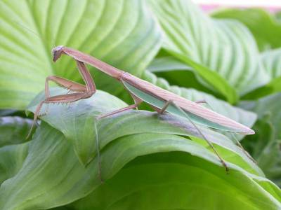 chinese mantis