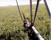 Dripline tangled into center pivot sprinkler drive mechanism.