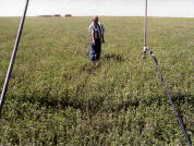 Limited irrigation capacity on this system is causing some uneven dripline watering as evidenced by crop color and height differences.