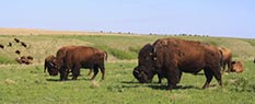 Bison on the Konza Prairie