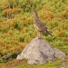 Japanese Rock Ptarmigan, Mt. Norikura, Japan