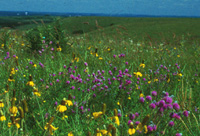 Flowers of Konza Prairie