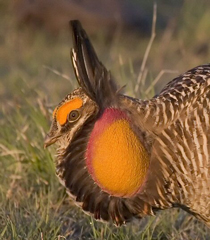 Greater Prairie-Chicken photo by Dave Rintoul 