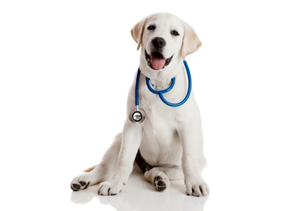 Biomedical Science-Veterinary