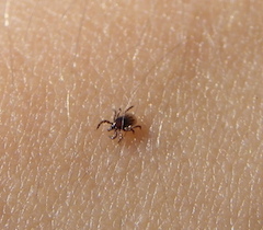 There are many common myths about ticks, a blood-sucking pest. Learn how to protect yourself and your pets.