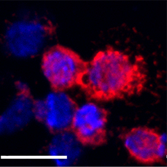 Hemocyte expressing immune factor