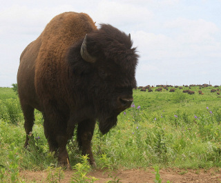 Konza Prairie bison bull with the herd