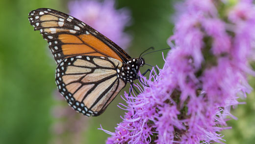Monarch butterfly on flower 