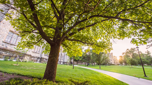 Tree at Kansas State University's quad