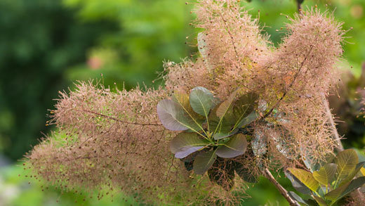 A common smoketree, Latin name Cotinus coggygria