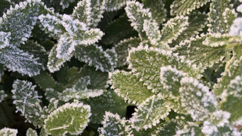 Ice crystals 