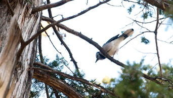 Blue jay