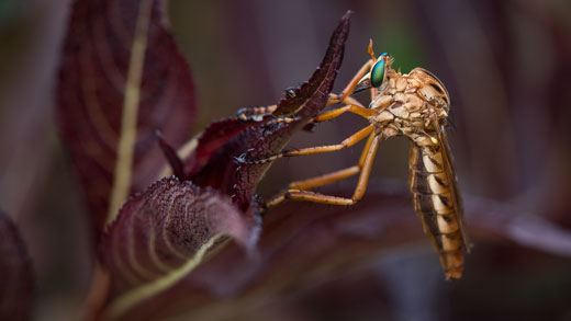 Robber fly