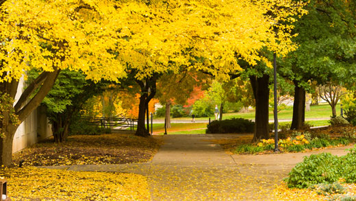 Littleleaf lindon tree